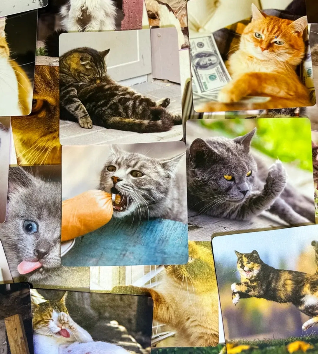 Bad Kitty:  The Purrrrfect Party Game + After Dark Expansion